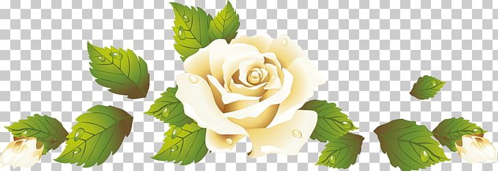 Garden Roses 神戸国際会館こくさいホール Flower PNG, Clipart, Animaatio, Blog, Bud, Cut Flowers, Floral Design Free PNG Download
