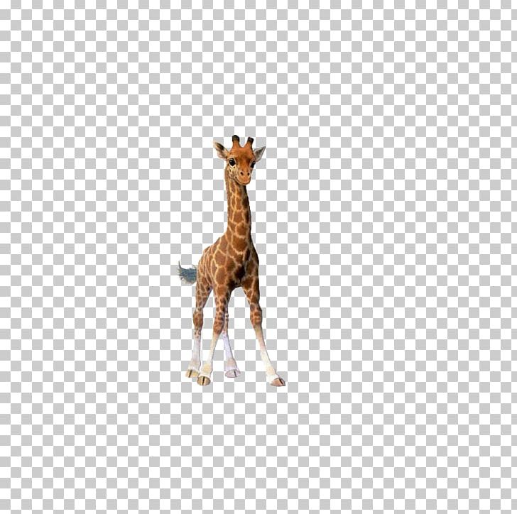 Giraffe Cartoon Illustration PNG, Clipart, Animal, Animals, Biological, Cartoon, Cartoon Giraffe Free PNG Download