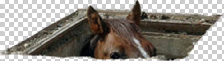 Horse Wood /m/083vt Separative Sewer PNG, Clipart, Animals, Basement, Horse, M083vt, Meme Free PNG Download