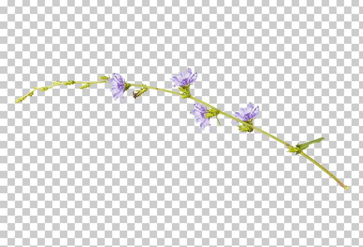 Purple PNG, Clipart, Angle, Blog, Branch, Download, Flower Free PNG Download
