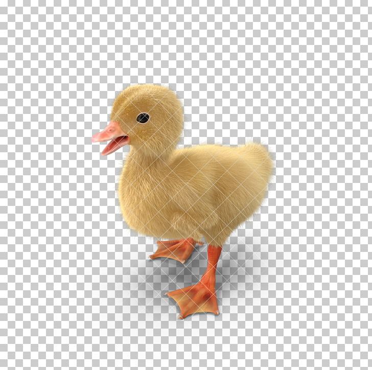 Yellow Duck Goose Animal PNG, Clipart, 3d Animation, 3d Computer Graphics, Animals, Animation, Anime Character Free PNG Download