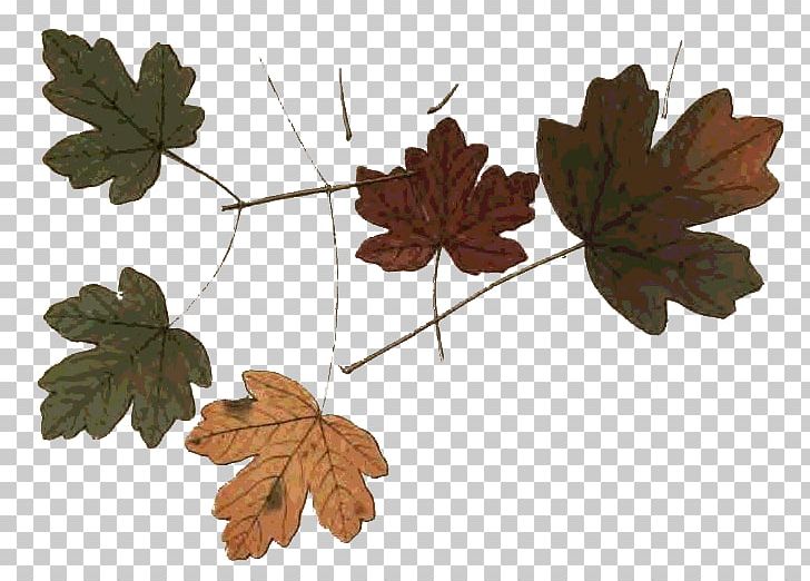 Autumn Maple Leaf Northern Hemisphere Photography PNG, Clipart, Autumn, Autumn Leaf Color, Branch, Fall Leaves, Gimp Free PNG Download