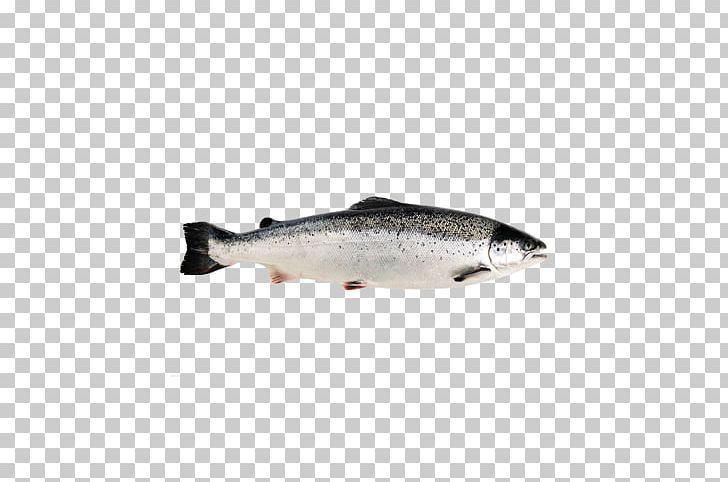 Coho Salmon Atlantic Salmon Chum Salmon Fish PNG, Clipart, Animals, Atlantic Bonito, Atlantic Salmon, Barramundi, Bony Fish Free PNG Download