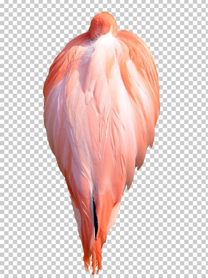 Flamingo Water Bird Wing Feather PNG, Clipart, Animals, Beak, Bird, Feather, Flamingo Free PNG Download