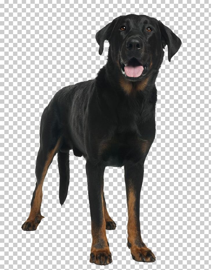 Beauceron Dog Breed Black And Tan Coonhound Rottweiler Polish Hunting Dog PNG, Clipart, Austrian Black And Tan Hound, Beauceron, Black And Tan Coonhound, Breed, Breed Group Dog Free PNG Download