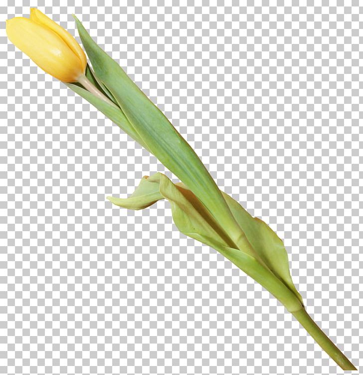 Flower Tulip PNG, Clipart, Adobe Illustrator, Albom, Author, Decoration, Denizbank Free PNG Download