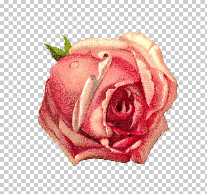 Paper Rose Pink PNG, Clipart, Antique, Color, Cut Flowers, Digital Image, Floribunda Free PNG Download