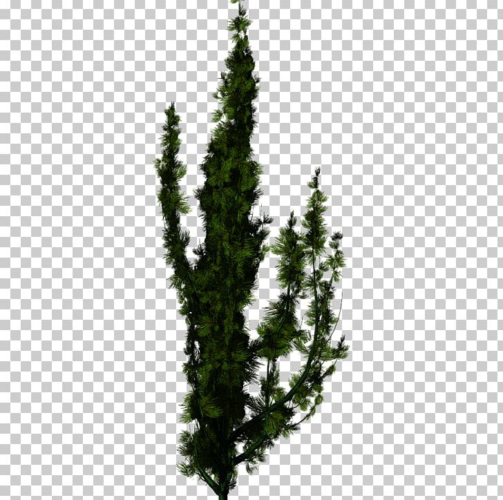 Spruce Tree English Yew Fir PNG, Clipart, Alpha Compositing, Arborvitae, Blender, Conifer, Cypress Family Free PNG Download
