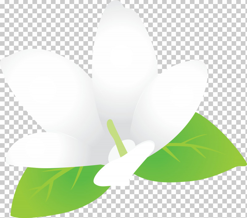 Jasmine Jasmine Flower PNG, Clipart, Biology, Green, Jasmine, Jasmine Flower, Leaf Free PNG Download