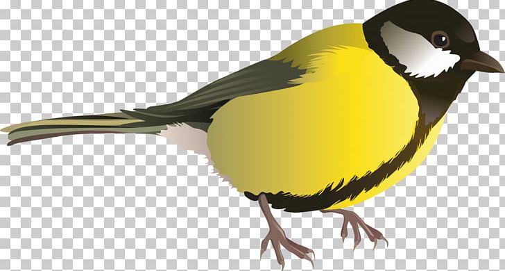 Drawing PNG, Clipart, Animals, Beak, Bird, Can Stock Photo, Chickadee Free PNG Download