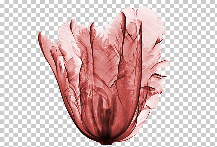 France Flower X-ray Tulip PNG, Clipart, Flower, Flower Magazine, Flowers, France, Hand Free PNG Download