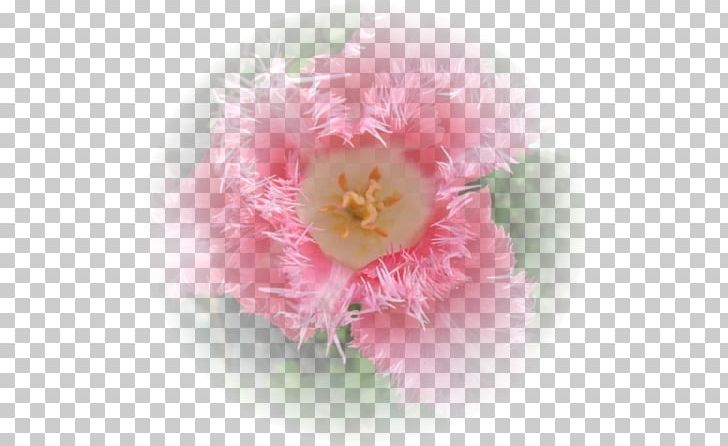 Peony Pink M Family Film P!nk PNG, Clipart, Bahar, Family, Family Film, Flower, Flowering Plant Free PNG Download