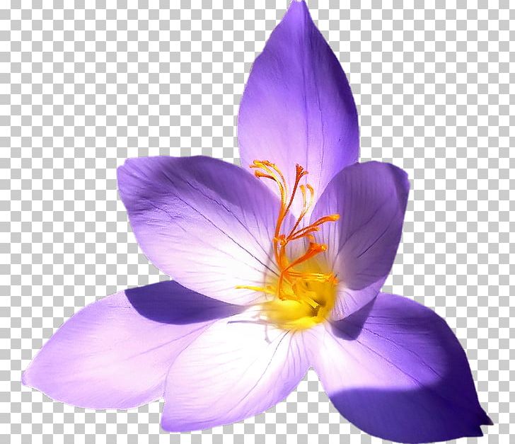Crocus Saffron Close-up PNG, Clipart, Blue, Close Up, Closeup, Crocus, Flower Free PNG Download