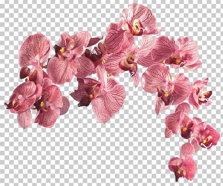 Dancing-lady Orchid Artificial Flower Silk Moth Orchids PNG, Clipart, Artificial Flower, Cut Flowers, Dancinglady Orchid, Floral Design, Floristry Free PNG Download