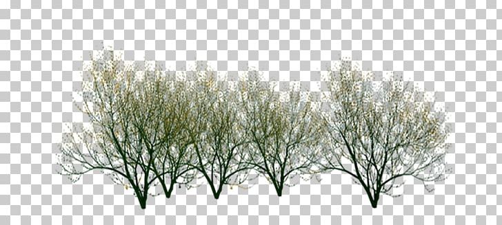 Twig Shrub Plant Stem Branch PNG, Clipart, Black And White, Bran, Branch, Branches, Euclidean Vector Free PNG Download