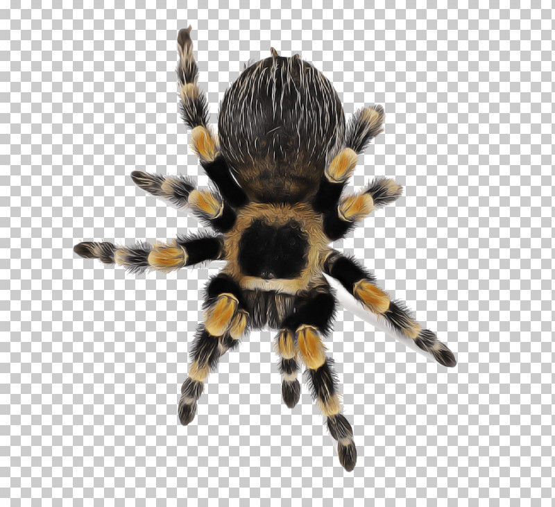 Spider Tarantula Arachnid Orb-weaver Spider Insect PNG, Clipart, Arachnid, Araneus, European Garden Spider, Insect, Orbweaver Spider Free PNG Download