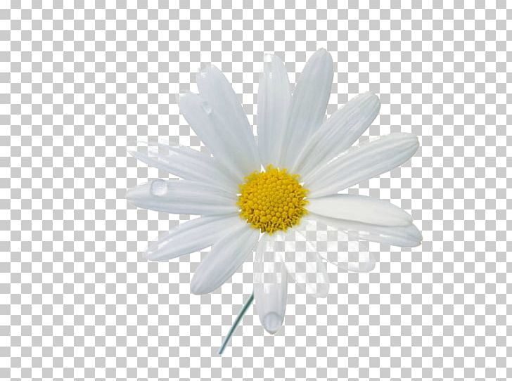 Chamomile Flower PNG, Clipart, Chamaemelum Nobile, Chamomile, Chrysanths, Common Daisy, Computer Icons Free PNG Download