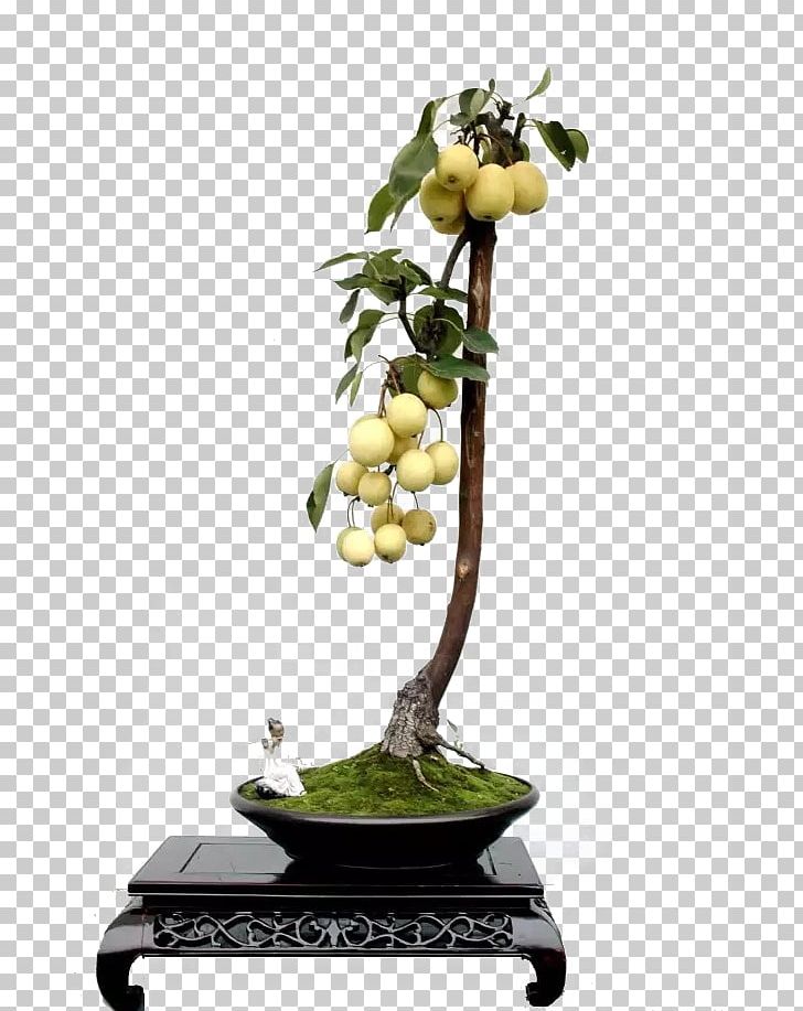 Asian Pear Bonsai Pyrus Xd7 Bretschneideri Tree Auglis PNG, Clipart, Asian Pear, Auglis, Autumn Tree, Bonsai, Branches Free PNG Download