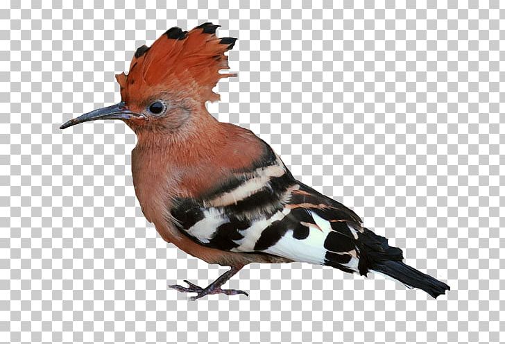 Bird Finches Beak Centerblog Passerine PNG, Clipart, Animal, Animals, Beak, Bird, Blog Free PNG Download