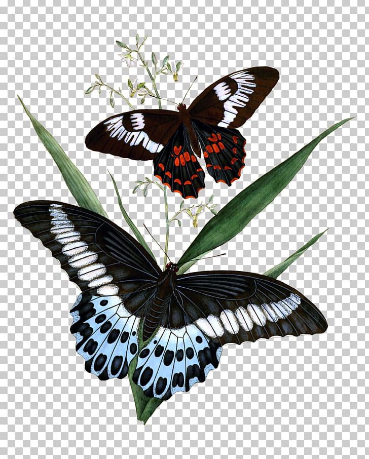 Butterfly Insect Papilio Polymnestor Embroidery Satin Stitch PNG, Clipart, Art, Arthropod, Brush Footed Butterfly, Butterfly, Edward Donovan Free PNG Download