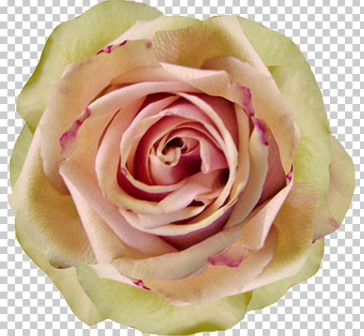 Centifolia Roses Garden Roses Beach Rose Microsoft PowerPoint PNG, Clipart, Blog, Blooming, Centifolia Roses, Color, Cut Flowers Free PNG Download