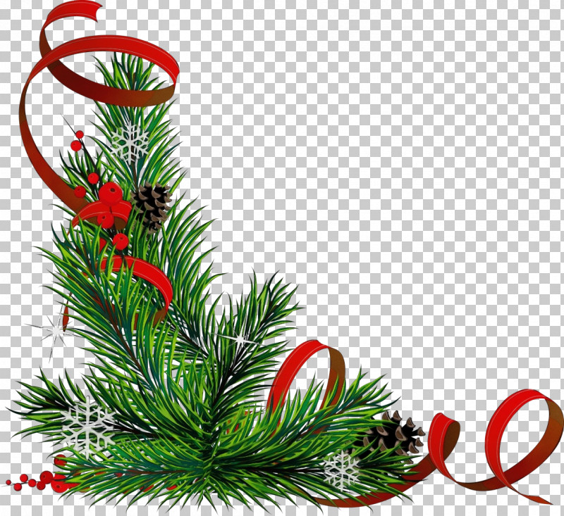 Plant Flower Oregon Pine Pine Christmas PNG, Clipart, Christmas, Colorado Spruce, Fir, Flower, Oregon Pine Free PNG Download