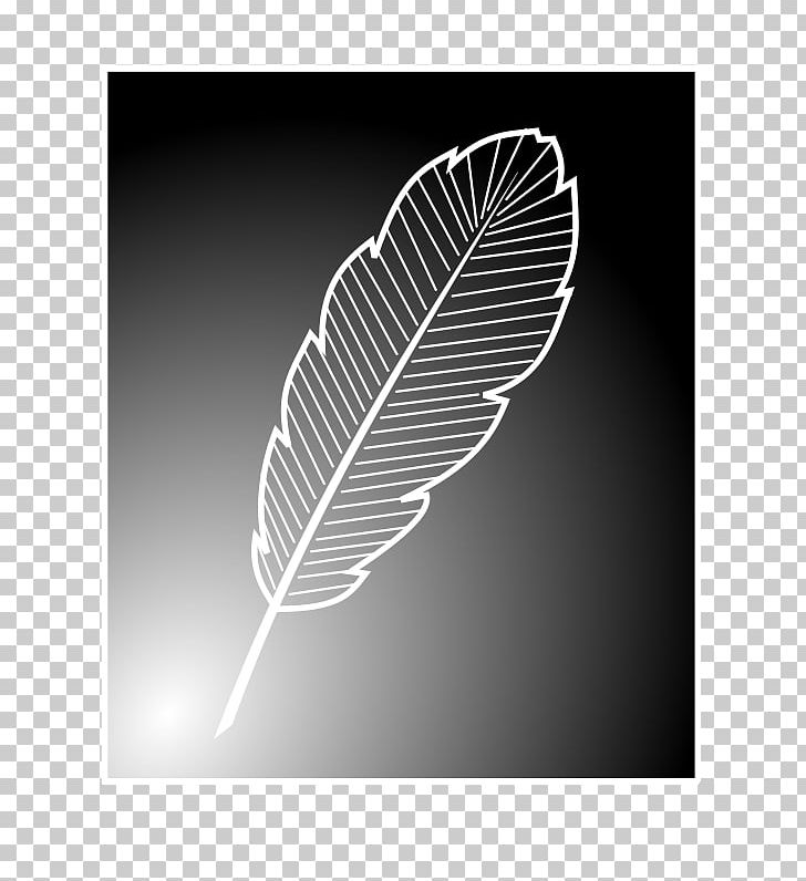 Bird Feather Line Art PNG, Clipart, Animals, Bird, Black And White, Color, Drawing Free PNG Download