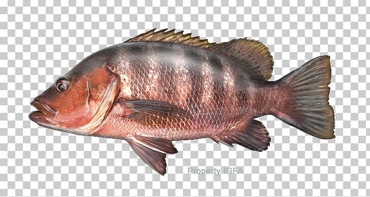 Tilapia Largemouth Bass Freshwater Fish Snapper PNG, Clipart, Animals, Animal Source Foods, Barramundi, Bass, Bass Fish Free PNG Download