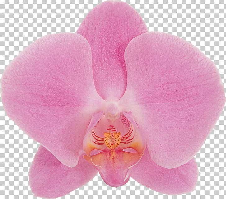 Phalaenopsis Aphrodite Flower Orchids Blue Photography PNG, Clipart, Black And White, Blue, Cattleya, Cattleya Orchids, Flower Free PNG Download