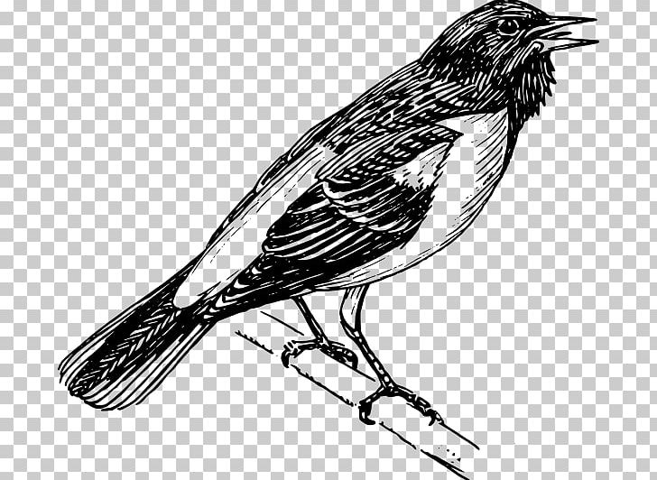Bird Baltimore Orioles PNG, Clipart, Animals, Baltimore Oriole, Baltimore Orioles, Beak, Bird Free PNG Download