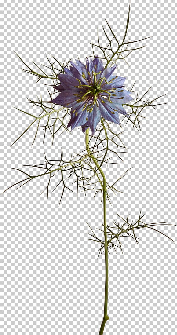 Flower Blue PNG, Clipart, Aster, Blue, Branch, Color, Daisy Family Free PNG Download