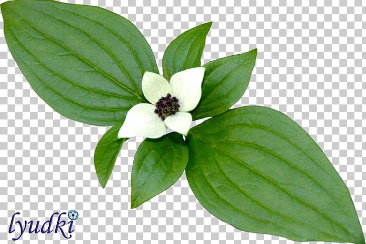 Flower PhotoScape Растительный мир России PNG, Clipart, Clip Art, Flower, Gimp, Herb, Leaf Free PNG Download