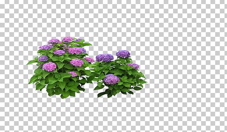 Hydrangea Flower Computer File PNG, Clipart, Adobe Illustrator, Annual Plant, Chrysanths, Cut Flowers, Data Free PNG Download