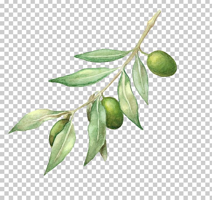 Olive Oil Olive Branch Drawing PNG, Clipart, Branch, Card, Colavita Usa Llc, Drawing, Food Free PNG Download