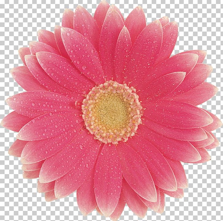 Transvaal Daisy Cut Flowers Yellow Color PNG, Clipart, Chrysanthemum, Chrysanths, Color, Color Image, Daisy Family Free PNG Download