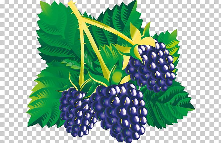 Blackberry Fruit PNG, Clipart, Adult Child, Apple, Berry, Bilberry, Blueberry Free PNG Download