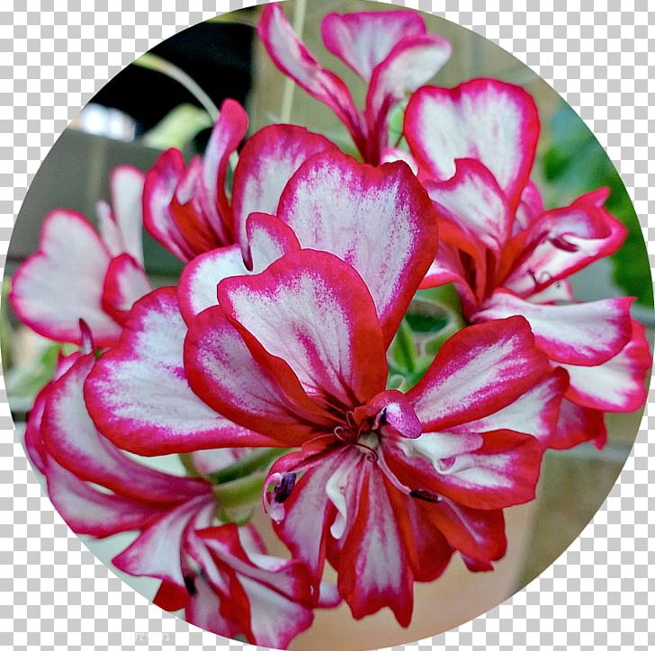 Crane's-bill Cut Flowers Magenta Petal Family PNG, Clipart,  Free PNG Download