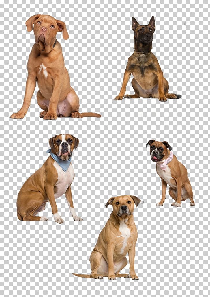 Dog Icon PNG, Clipart, Animals, Boxer, Brown, Brown Dog, Carnivoran Free PNG Download