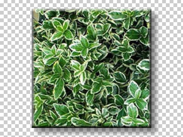 Fortune's Spindle Garden Evergreen Groundcover Rockspray Cotoneaster PNG, Clipart,  Free PNG Download