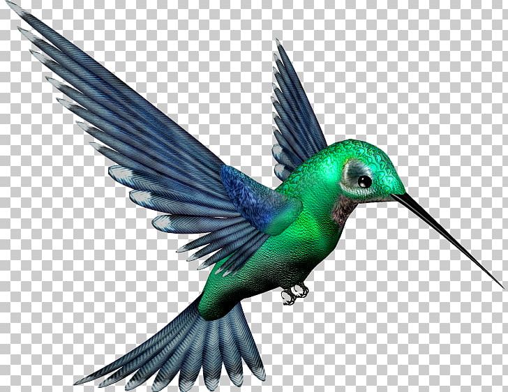 Hummingbird PNG, Clipart, Animals, Beak, Bird, Bird Flight, Clip Art Free PNG Download