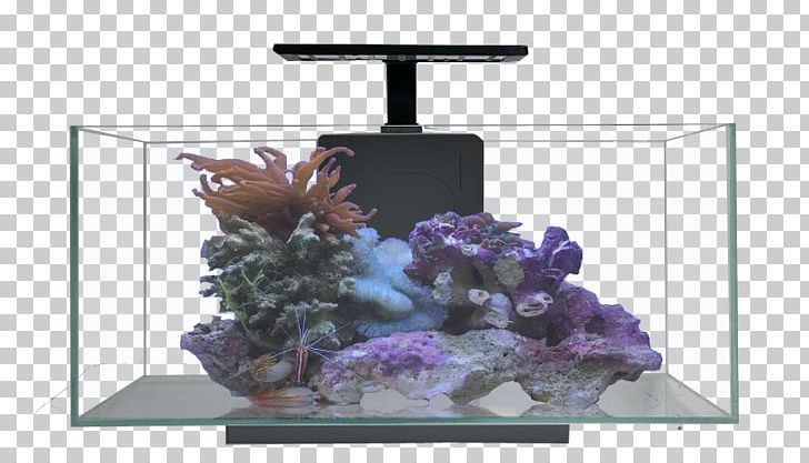 Nano Aquarium Aquariums Reef Aquarium JBJ Rimless Desktop 10 Gallon PNG, Clipart, Aquarium, Aquarium Decor, Aquarium Filters, Aquarium Lighting, Aquariums Free PNG Download