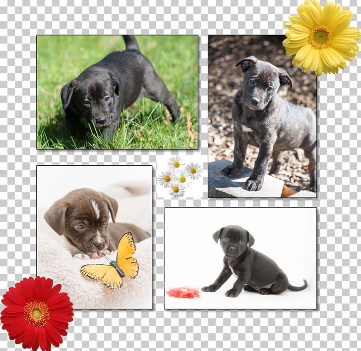 Puppy Love Dog Breed Stepping Stones Canine Rescue PNG, Clipart, 2018, Adoption, Animals, Breed, Carnivoran Free PNG Download