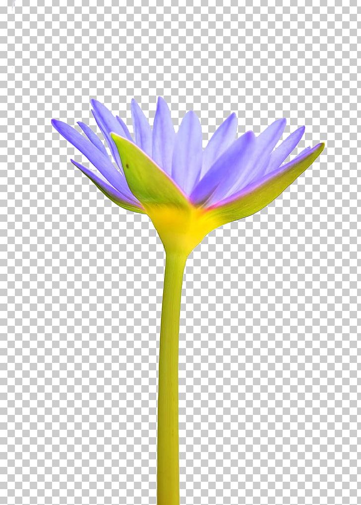 Pygmy Water-lily Flower Petal Plant PNG, Clipart, Bloom, Blue, Blue Petals, Daisy, Daisy Family Free PNG Download