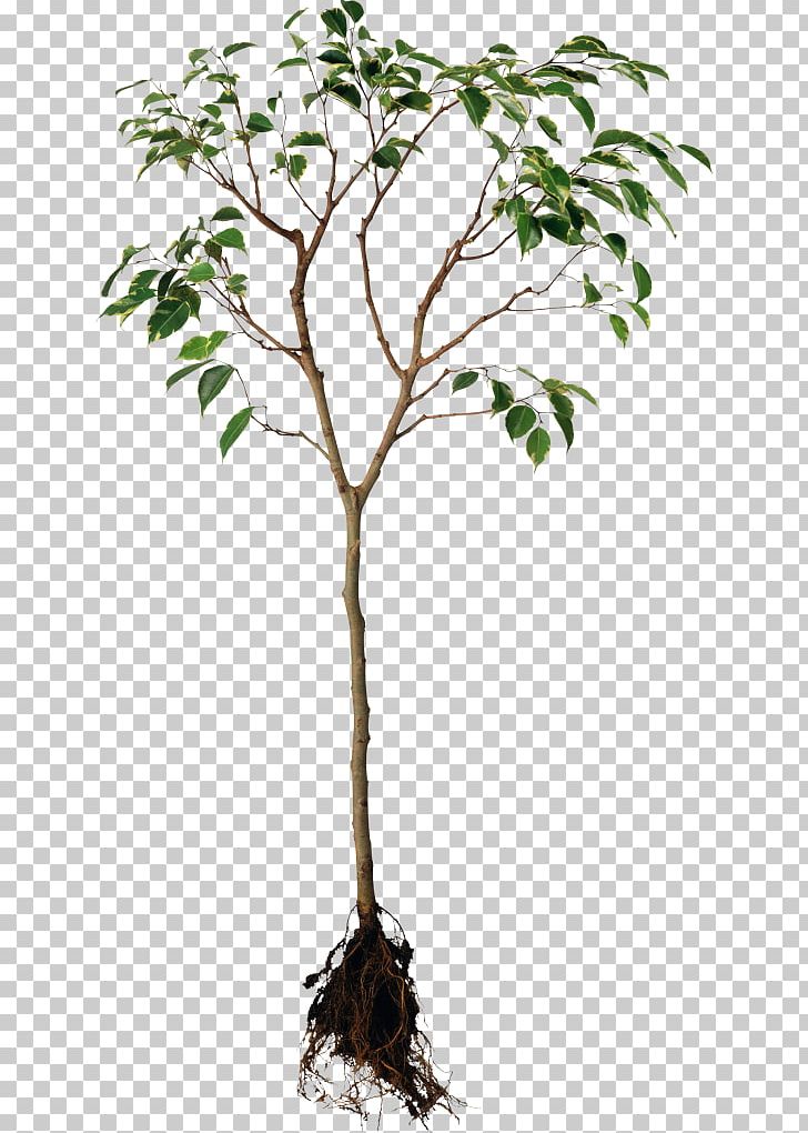 Root System Plants Tree Portable Network Graphics PNG, Clipart, Branch, Dynkin Diagram, Flowering Plant, Flowerpot, Houseplant Free PNG Download