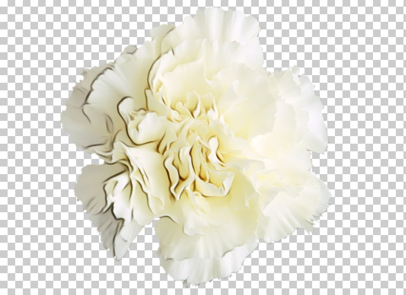 White Flower Cut Flowers Petal Plant PNG, Clipart, Carnation, Chinese Peony, Common Peony, Cut Flowers, Flower Free PNG Download