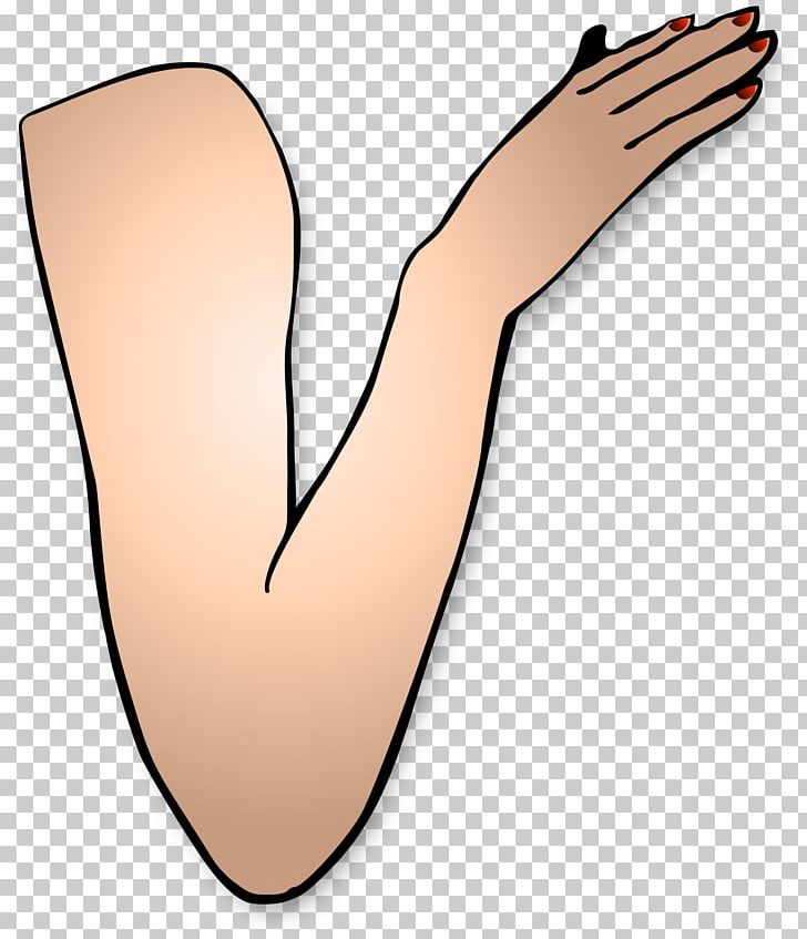 Arm Muscle PNG, Clipart, Arm, Elbow, Finger, Foot, Footwear Free PNG Download