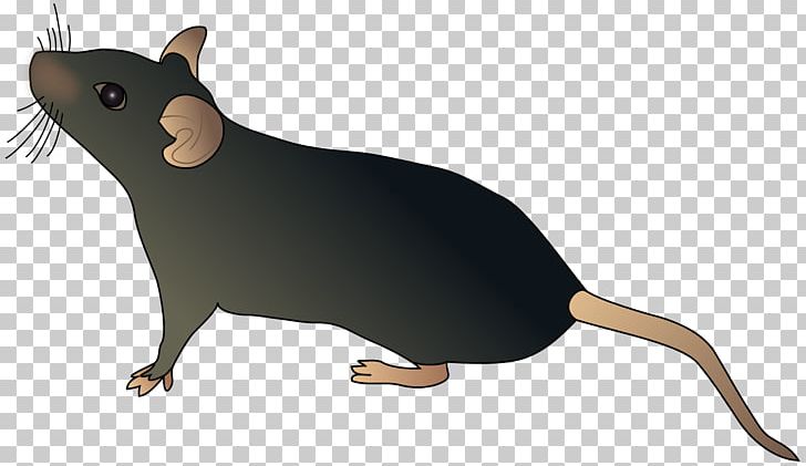 Computer Mouse Rat Schematic PNG, Clipart, Amp, Animals, Carnivoran, Computer Mouse, Diagram Free PNG Download