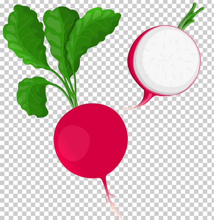 Daikon Beetroot Vegetable PNG, Clipart, Beet, Beetroot, Broccoli, Clip Art, Daikon Free PNG Download