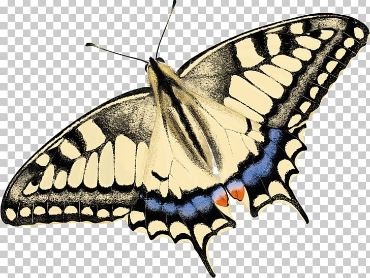 Monarch Butterfly Moth Brush-footed Butterflies Drawing PNG, Clipart, Arthropod, Biological Life Cycle, Brush Footed Butterflies, Brush Footed Butterfly, Butterflies And Moths Free PNG Download