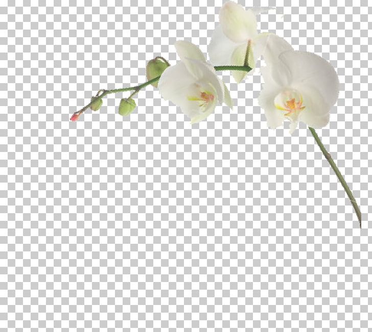 Moth Orchids Cut Flowers Habanera Branch PNG, Clipart, Algemene Voorwaarden, Apple, Blossom, Branch, Bud Free PNG Download